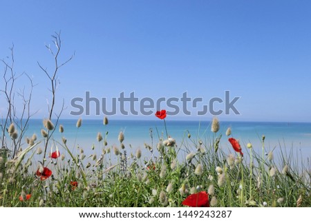 Lightness, cheerfulness and good mood Picture. You can see a flower meadow with red poppies and different grasses. In the background is a calm ocean with a cloudless sky.