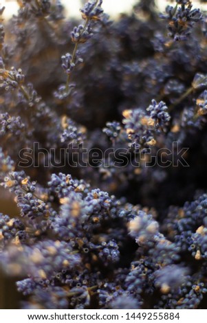 lavender purple flowers flower summer