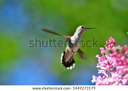 A closeup of Anna's hummingbird hovering beside the flowers.
Burnaby lake BC Canada
