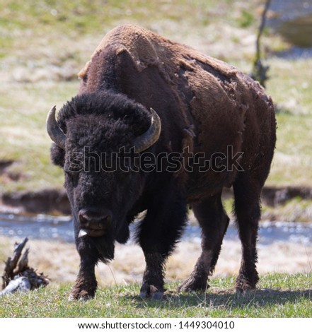 Picture of buffalo in Yellowstone National Park.