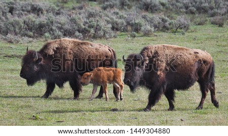 Picture of Buffalo Family in Yellowstone National Park.