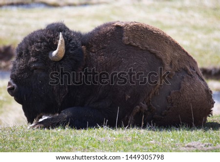 Picture of Buffalo in Yellowstone National Park.