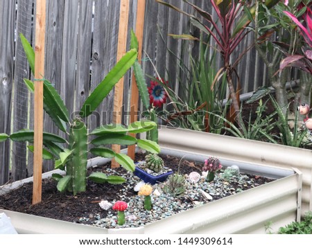 Focus on raised garden bed with dragon fruit and cacti 