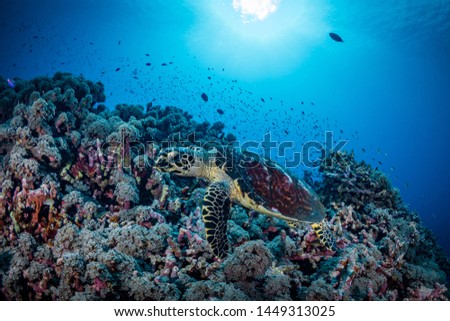 Hawksbill turtle swimming above coral reefs