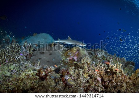 White tip reef shark swimming above coral reef
