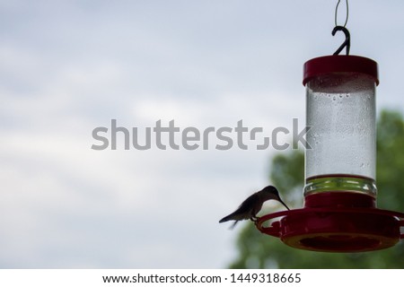 A tiny hummingbird drinking from a red feeder