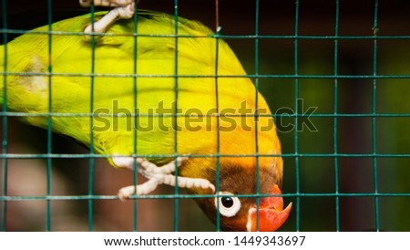 Cute lovebird's behaviour in the cage