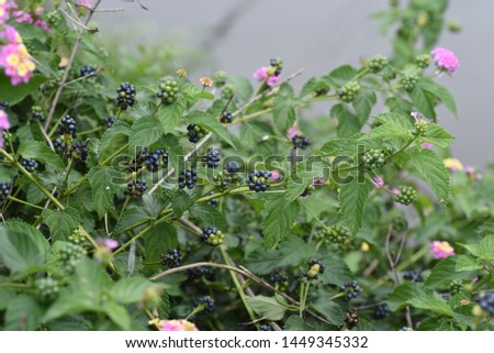 Lantana is a flower whose flower color gradually changes.