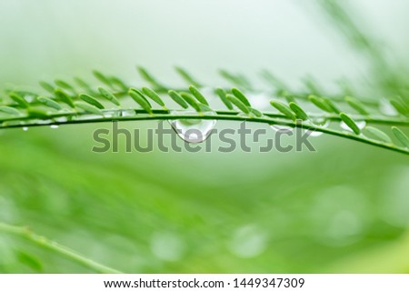 Water droplets on green grass.