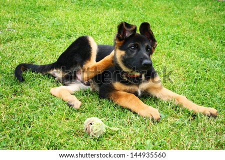 German shepherd puppy scratching ear