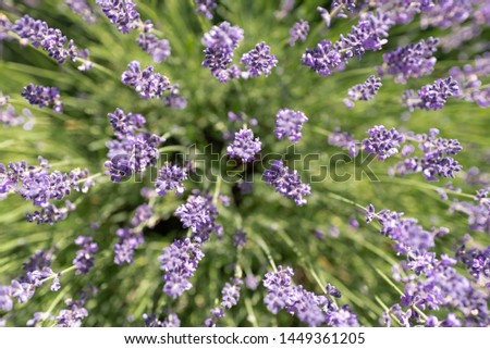Top down picture of lavender