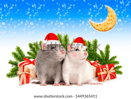 Cute rats in red hats, fir branches, Christmas gifts and cheese. Happy New Year 2020! greeting card