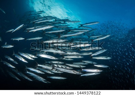 Schooling barracuda over coarl reef