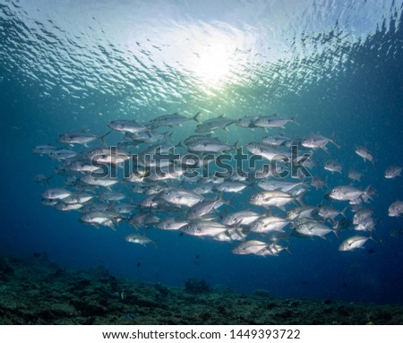 School of jack fish swimming over a Papua New  Guinea reef with the setting sun behind