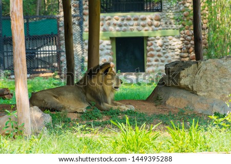Wild animal Lion in zoo, Mysuru, Karnataka, South India