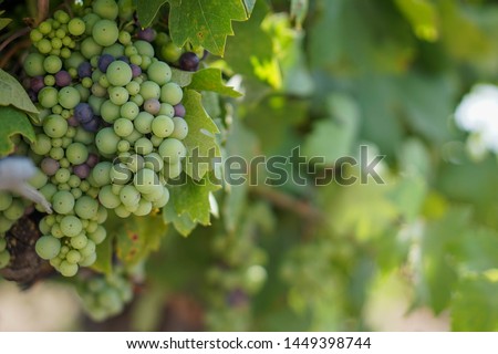 Fresh young green wine grapes on the vine in Lodi, California in Summer