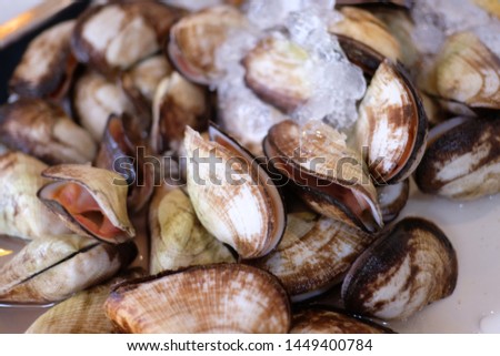 twised shells on ice in the supermarket  Royalty-Free Stock Photo #1449400784