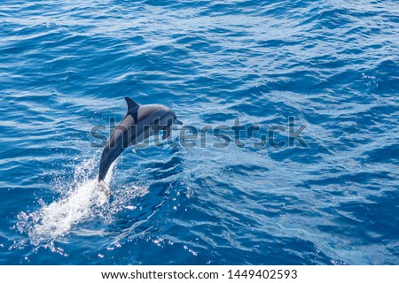 Dolphin jumps out of water a long side liveaboard Royalty-Free Stock Photo #1449402593
