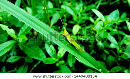 Beautiful Grasshopper Picture. Green Grasshopper.