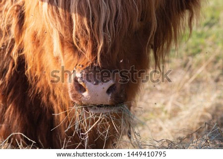 scotish highland cattle in south german countryside summer evening