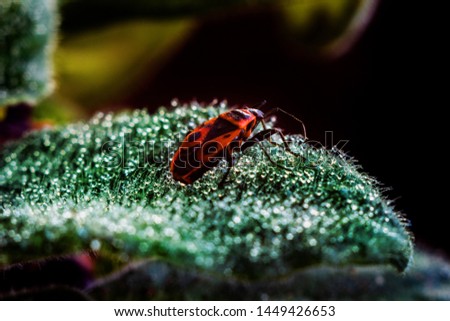 the bedbug soldier or Pyrrhocoris apterus sits on the edge of the leaf. macro mode