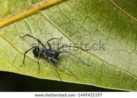 a black ant mimic spider on green leaf