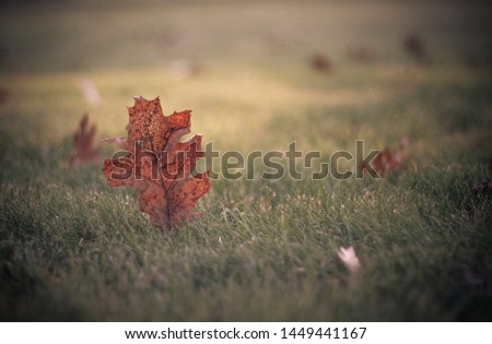 Close-up of orange fall leaf in the grass
