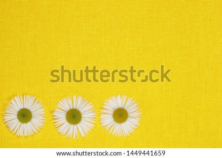 Three white camomiles on a yellow textile background