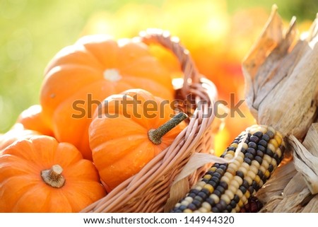 Pumpkins in basket and decorative corns. Defocused colorful leaves in the background