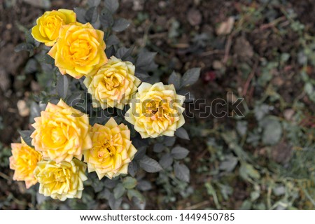 Yellow beautiful roses, close up