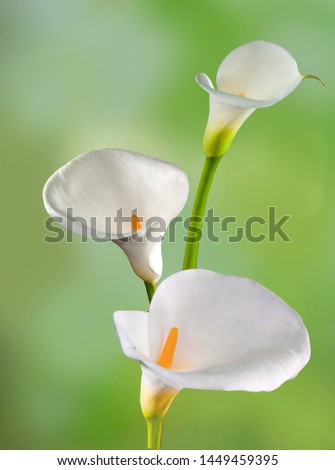 The composition of calla flowers is beautiful on a salad background. The large flowers are extraordinarily beautiful.
