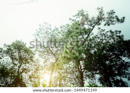 trees in the forest, Vintage concept, Pine forest with white background.