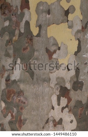Close up natural view of plane tree detail. Surface of the bark with many different colored shapes and green and gray patches. Abstract picture of platanus taken in southern France. 