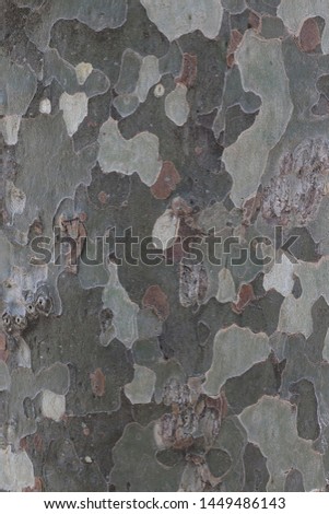 Close up natural view of plane tree detail. Surface of the bark with many different colored shapes and green and gray patches. Abstract picture of platanus taken in southern France. 
