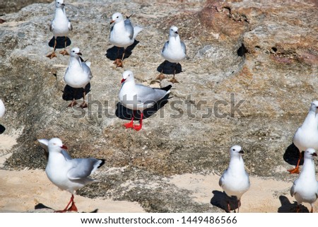 Seagulls on a beach with rocks.