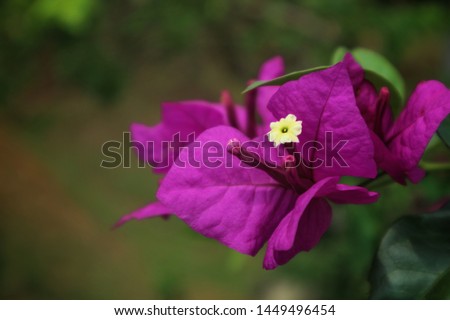 Close-up image of Bougainvillea glabra, the lesser bougainvillea or paperflower, is the most common species of bougainvillea used for bonsai 