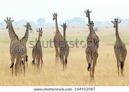 A group of giraffes (Giraffa camelopardalis) in Serengeti National Park, Tanzania Royalty-Free Stock Photo #144952987