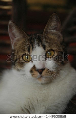 the cute cat close up with yellow eyes  blur background