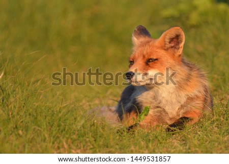 picture of a fox with space for text