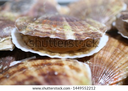 Close up photo for seashells