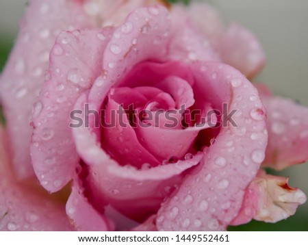 Beautiful purple rose flower in rainy day, close-up
