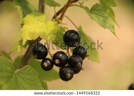 Branch of black currant with bunch of ripe berries. Green colors in soft-focus.