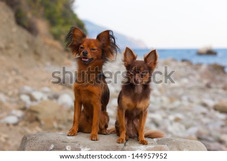 Two beautiful dogs on stone