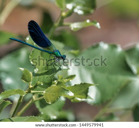 Blue dragonfly resting on a leaf of the tree next to a mountain river.