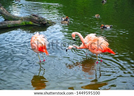 pink flamingo in the pond, the mating season in birds