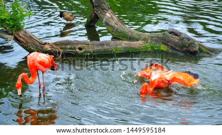    pink flamingos swimming in a pond against a fallen tree