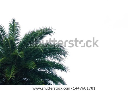 Green palm leaves, natural background, tropical leaves, palm leaves isolated on a white background