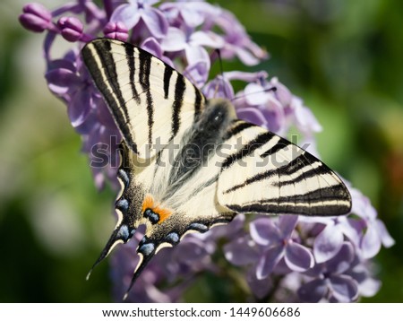 colorful butterfly on colorful flowers