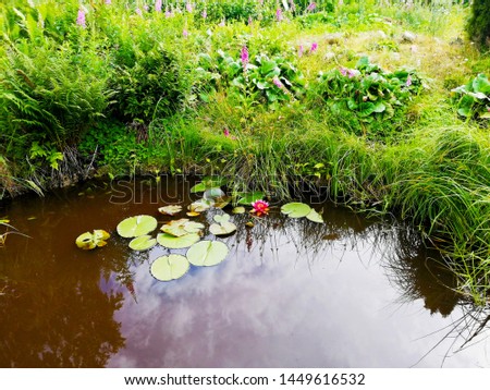 Lily flower bloomed in the pond. Leningrad region, Sosnovy Bor.