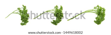 Set of fresh green parsley on white background